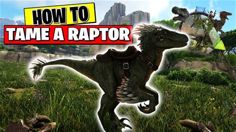 The player or. . How to tame a raptor in ark